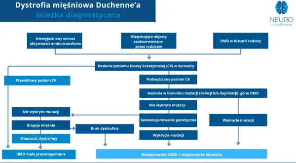 Schemat diagnostyczny dystrofii mięśniowej Duchenne'a. Analiza objawów, poziomu CK, biopsji mięśnia i badań genetycznych prowadzi do rozpoznania DMD.