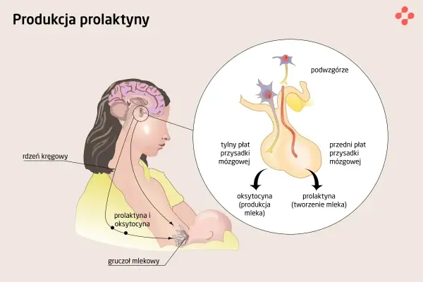 Schemat ilustruje produkcję prolaktyny i oksytocyny w przysadce mózgowej, które wpływają na gruczoł mlekowy. Prolaktyna normy są kluczowe dla laktacji.