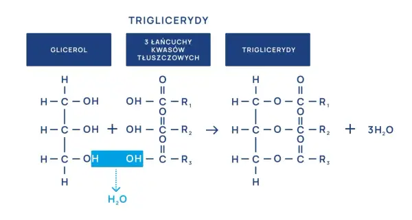 Schemat syntezy triglicerydów. Podwyższone triglicerydy mogą być związane z dietą bogatą w tłuszcze.